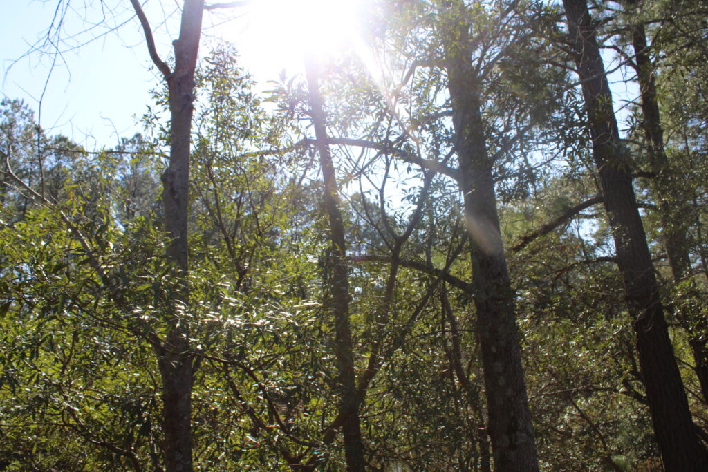 Sandy Bottom Nature Park scene, where storytelling heals in nature’s calm