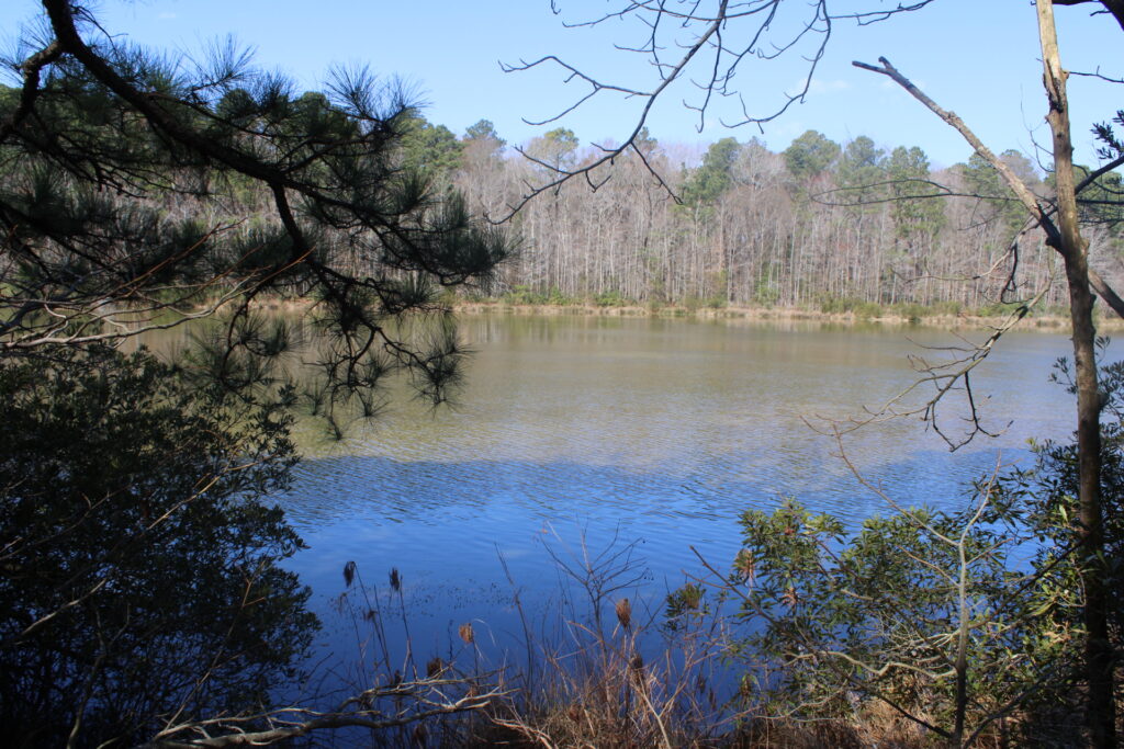 Sandy Bottom Nature Park scene, where storytelling heals in nature’s calm