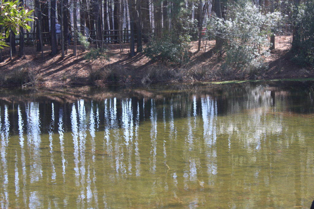 Sandy Bottom Nature Park scene, where storytelling heals in nature’s calm